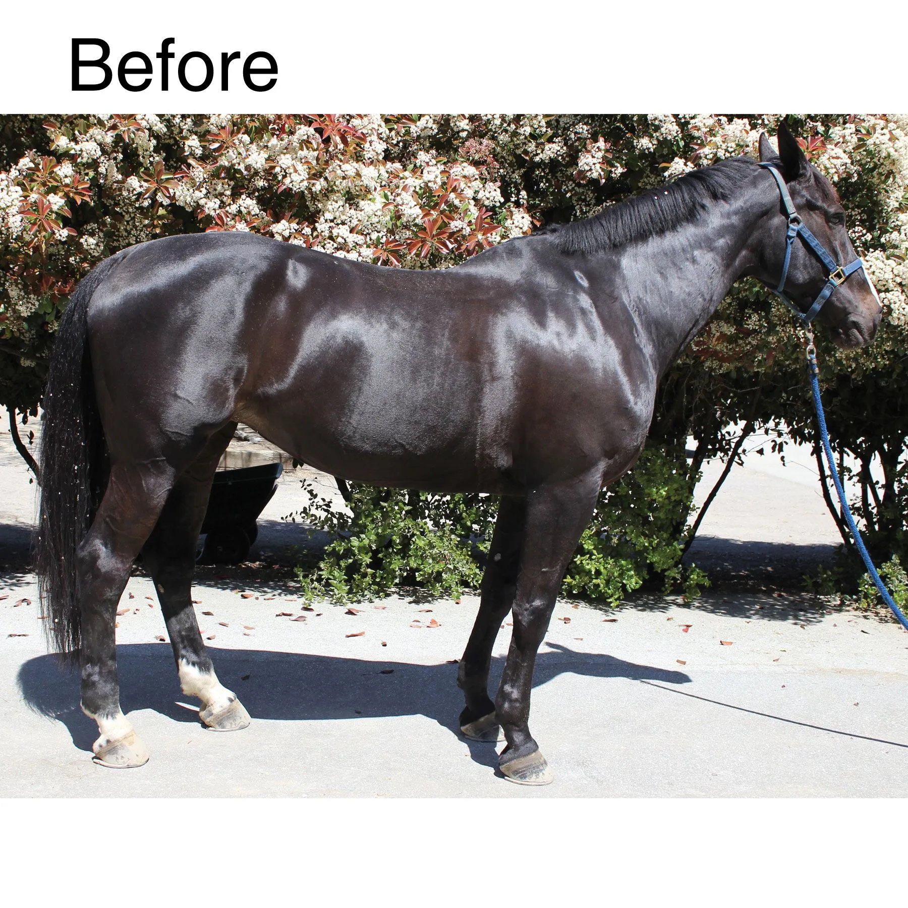 EquiFUSE® Rehydrinse™ 1-Step Coat Protector + Conditioner 2 EquiFUSE® Rehydrinse™ 1-Step Coat Protector + Conditioner - Image 2