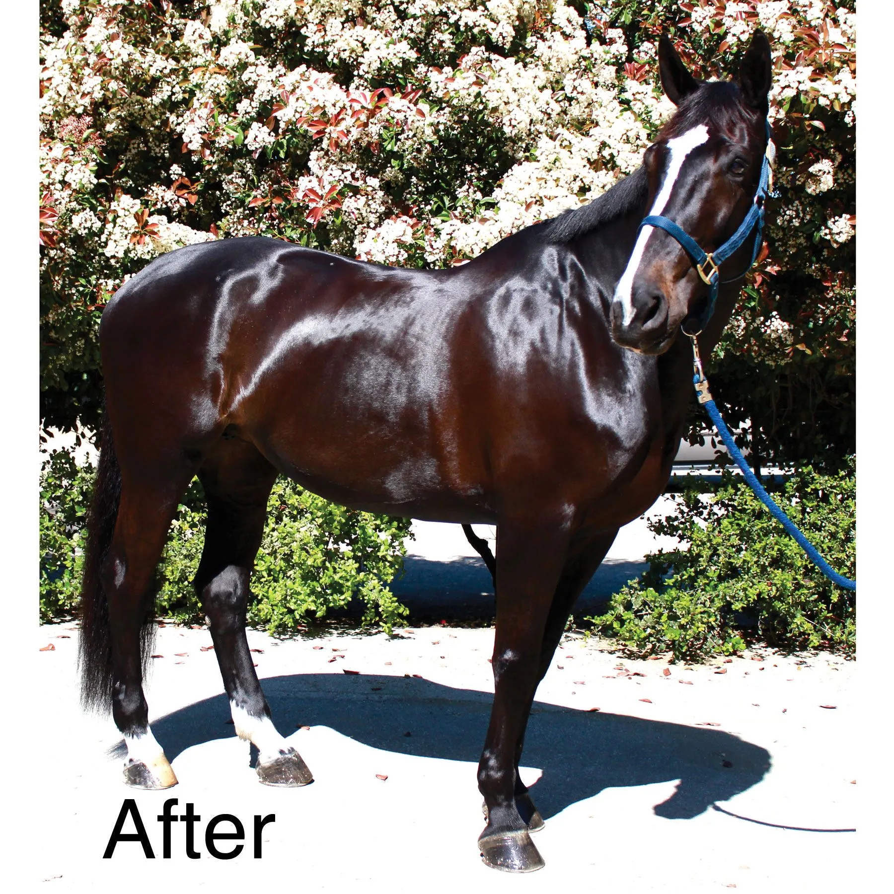 EquiFUSE® Rehydrinse™ 1-Step Coat Protector + Conditioner 3 EquiFUSE® Rehydrinse™ 1-Step Coat Protector + Conditioner - Image 3