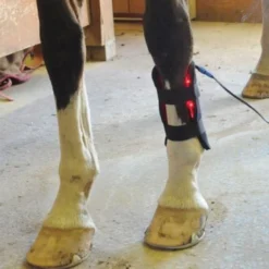Equine Light Therapy® Small Kit -Sstack Sales Store 40302 alt f