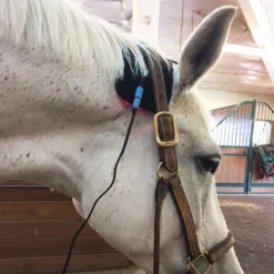 Equine Light Therapy® Itty-Bitty -Sstack Sales Store 41981 alt c